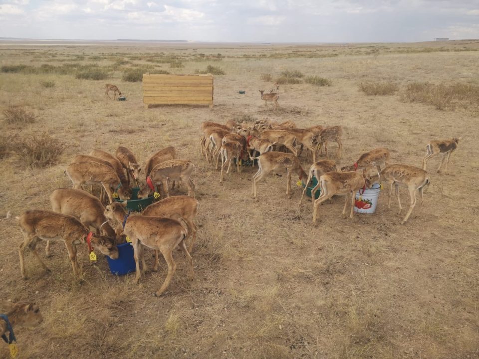 БҚО-да киіктерге арналған тәлімбақ салынып жатыр