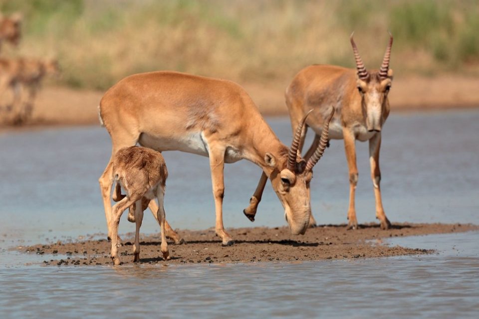 Киіктерден зардап шеккен шаруалар талабы қандай?