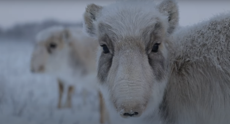 Киік экологиясы
