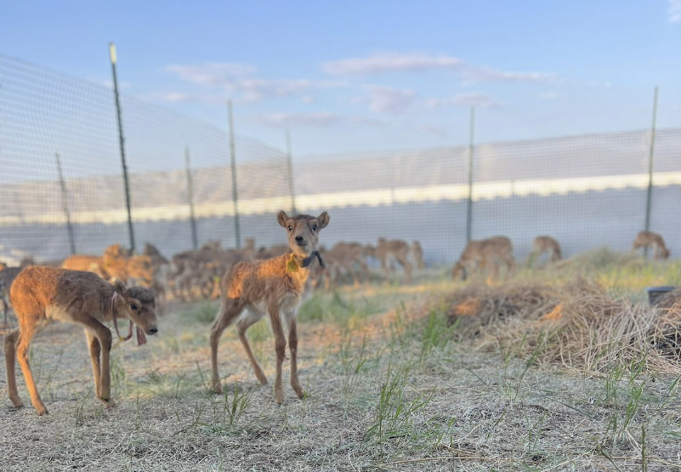 БҚО-да киіктен шаруалар зардап шегуде
