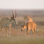 "Ақбөкен" сөзінің мағынасы