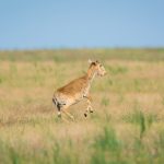 "Ақбөкен" сөзінің мағынасы