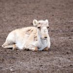 "Ақбөкен" сөзінің мағынасы