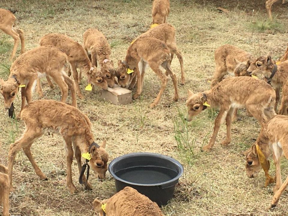 Ученые ЗКО планируют скрестить две популяции сайгаков