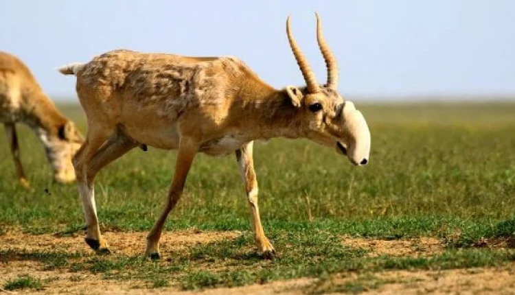 «Если не начнем продавать мясо, будем трупы убирать с пастбищ» — ученый о ситуации с сайгаками