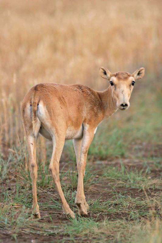 Сайга: научиться управлять популяцией
