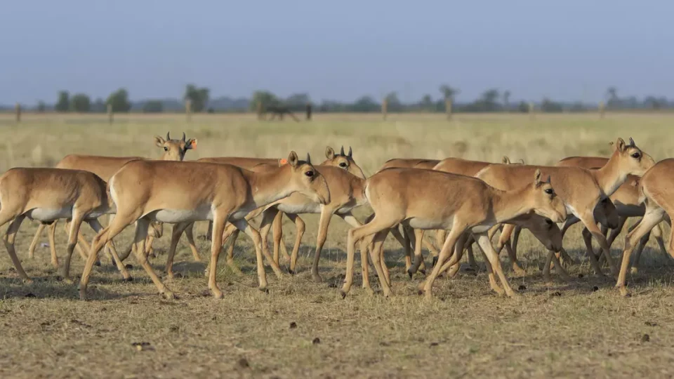 Китайские компании предложили за свой счет открыть питомник по разведению сайгаков в ЗКО