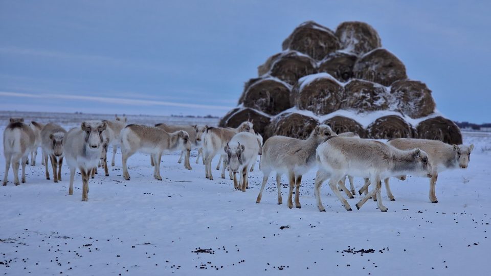 Питомник по разведению сайгаков построят в ЗКО