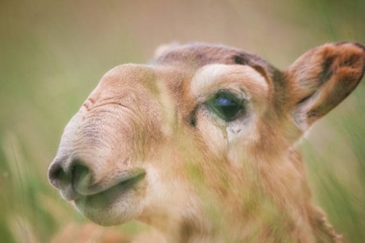 Сайгаки мешают фермерам трёх областей РК: что считают учёные