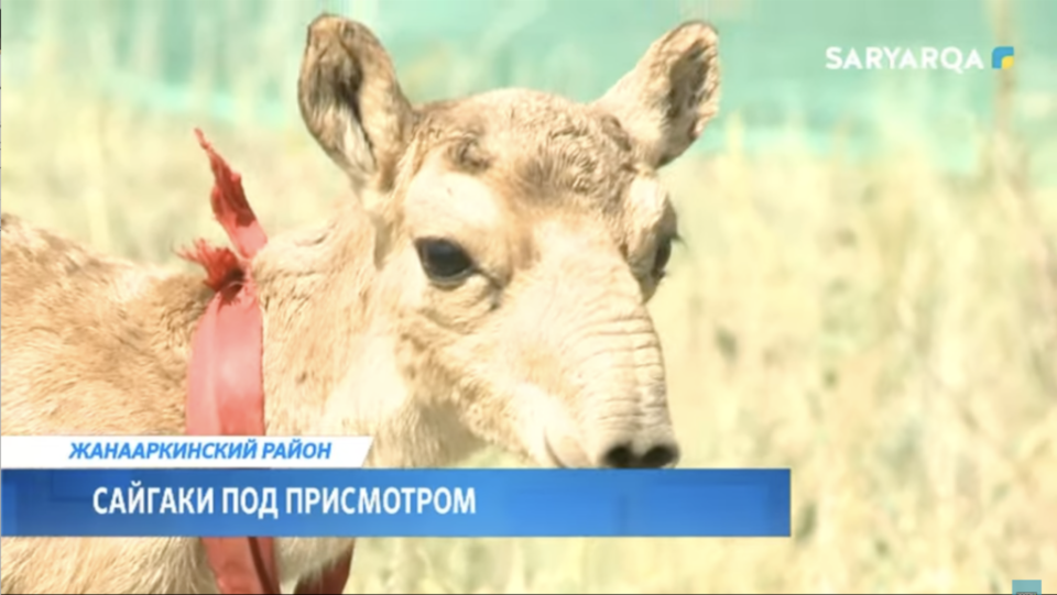 Сайгаки под присмотром
