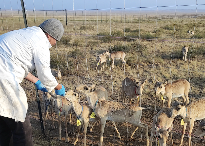 Проект по разведению сайгаков в полувольных условиях инициирован на равнине Бетпак Дала
