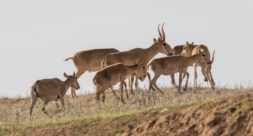 Результаты авиаучёта сайгаков в Казахстане в 2024 году
