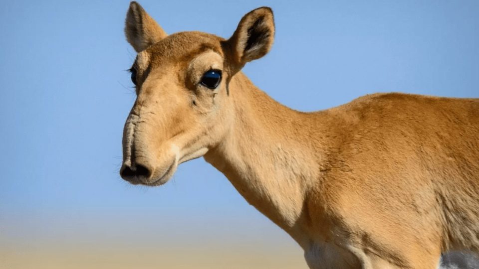 Почему необходимо изъять сайгаков – объяснили в Минэкологии