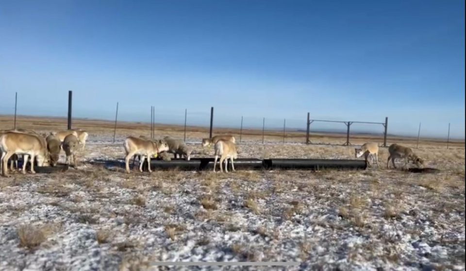 Сайгакам нужен «Дом»