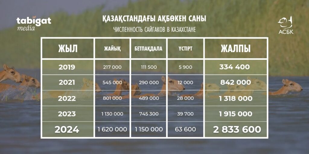 Результаты авиаучёта сайгаков в Казахстане в 2024 году