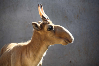 Знаете ли вы сайгака так, как знаем его мы?
